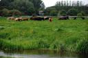 Cows on the Sudbury Water Meadows