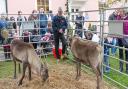 Families meeting reindeer at a Christmas event in Long Melford in 2019