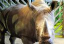Otto the white rhino has died at Colchester Zoo
