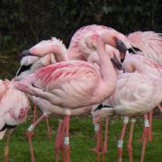 How long can you stand like a flamingo? Image: PA