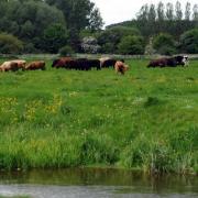 Cows on the Sudbury Water Meadows