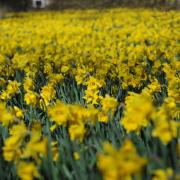 Here are five of the best places to see daffodils in Suffolk