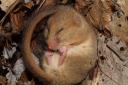 Two men have been cleared of disturbing a dormouse habitat in Suffolk (stock picture)