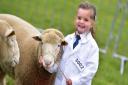 Junior  Handlers Sheep Class on the second day of the Suffolk Show 2016.
One of the youngest handlers, Bella Pratt, aged 4.