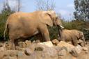 Tembo the African elephant has been taken off-show at Colchester Zoo