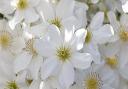 Clematis Avalanche  Picture: Enjoy Gardening More