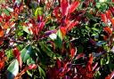 The Red Robin shrub brings welcome bright colour to the garden  Picture: Getty Images/iStockphoto