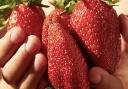 These are some of the biggest strawberries you can grow  Picture: Enjoy Gardening More
