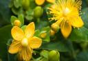 St John's Wort brings a touch of brightness to the garden  Picture: Getty Images/iStockphoto