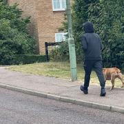 Police would like to speak to the man pictured after a dog was left injured following an attack