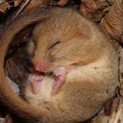 Two men have been cleared of disturbing a dormouse habitat in Suffolk (stock picture)
