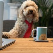 Dudley the apricot apricot cockapoo putting in his entry for the Pet of The Year competition