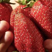 These are some of the biggest strawberries you can grow  Picture: Enjoy Gardening More