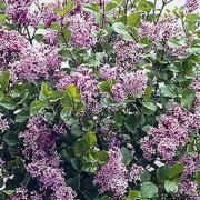 This dwarf lilac won't take up too much space in your garden and is ideal for a container  Picture: Enjoy Gardening More