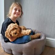 A little girl from Glemsford has seen her dreams come true after working hard to sell homemade dog treats to save up for the cockapoo she's always wanted.