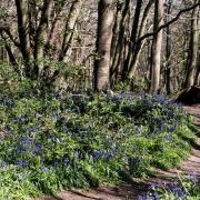 Freston Wood is renowned for the swatches of bluebells nestled amongst the historic trees and they make a beautiful sight for spring visitors.  Picture: Sarah Lucy Brown