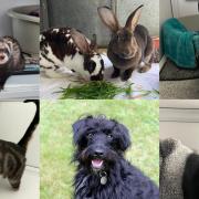 Some of the animals in need of a new home in Suffolk