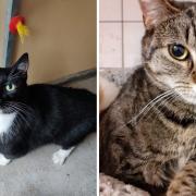 Cats Tom and Renee who are up for adoption at Suffolk Animal Rescue.