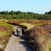 Areas like Dunwich Heath could be impacted upon by climate change