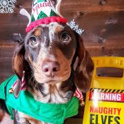 Santa Paws 2019 - Pablo - Picture: STACEY DAY