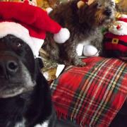 Bowza and Kaz are ready for Christmas Picture: DON COX