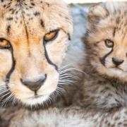 The cheetah Sia and her cub at Colchester Zoo, which is set to reopen Picture: PHIL JUDD