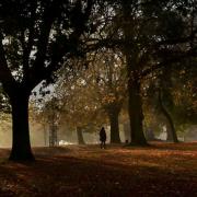 Early morning light in Christchurch Park, Ipswich - by Sarah Lucy Brown