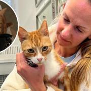 Fred the cat, who went missing from Sudbury in 2019, has been found and allowed to live with the kind man who found him
