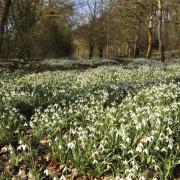 Here are five more places in Suffolk to see snowdrops