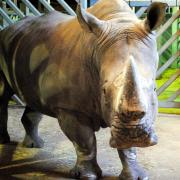 Otto the white rhino has died at Colchester Zoo